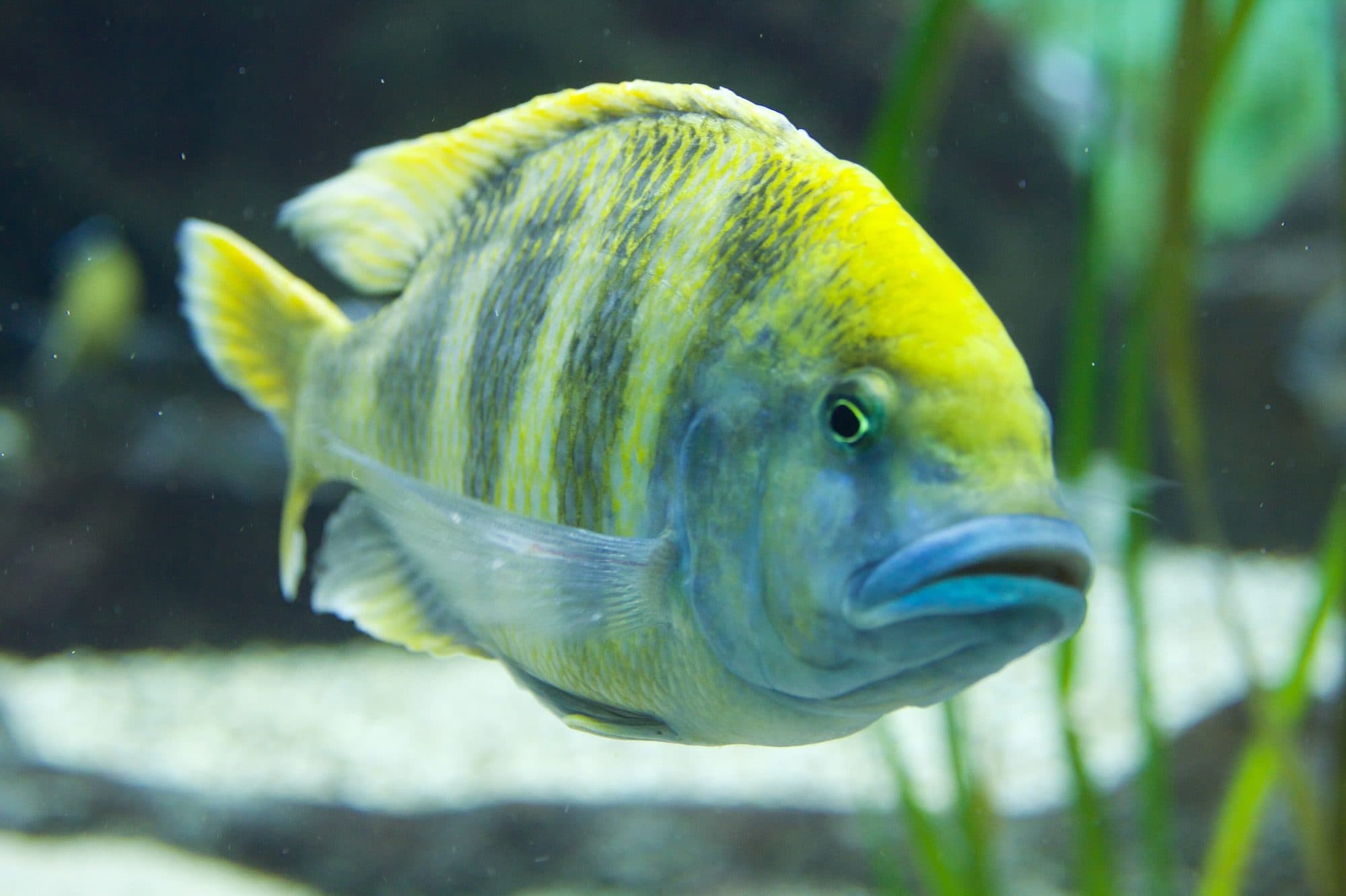 Venustus
