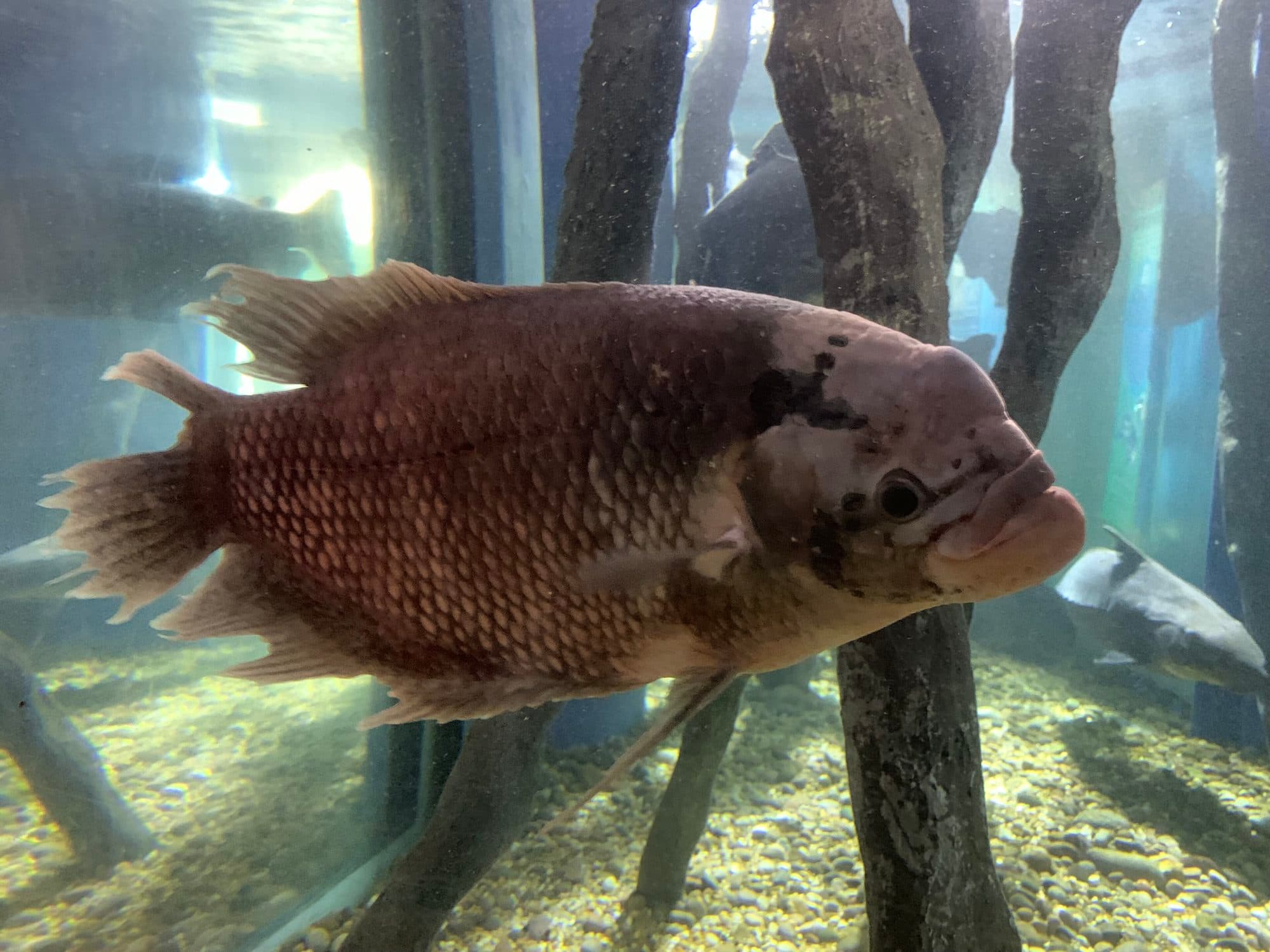 Gourami géant