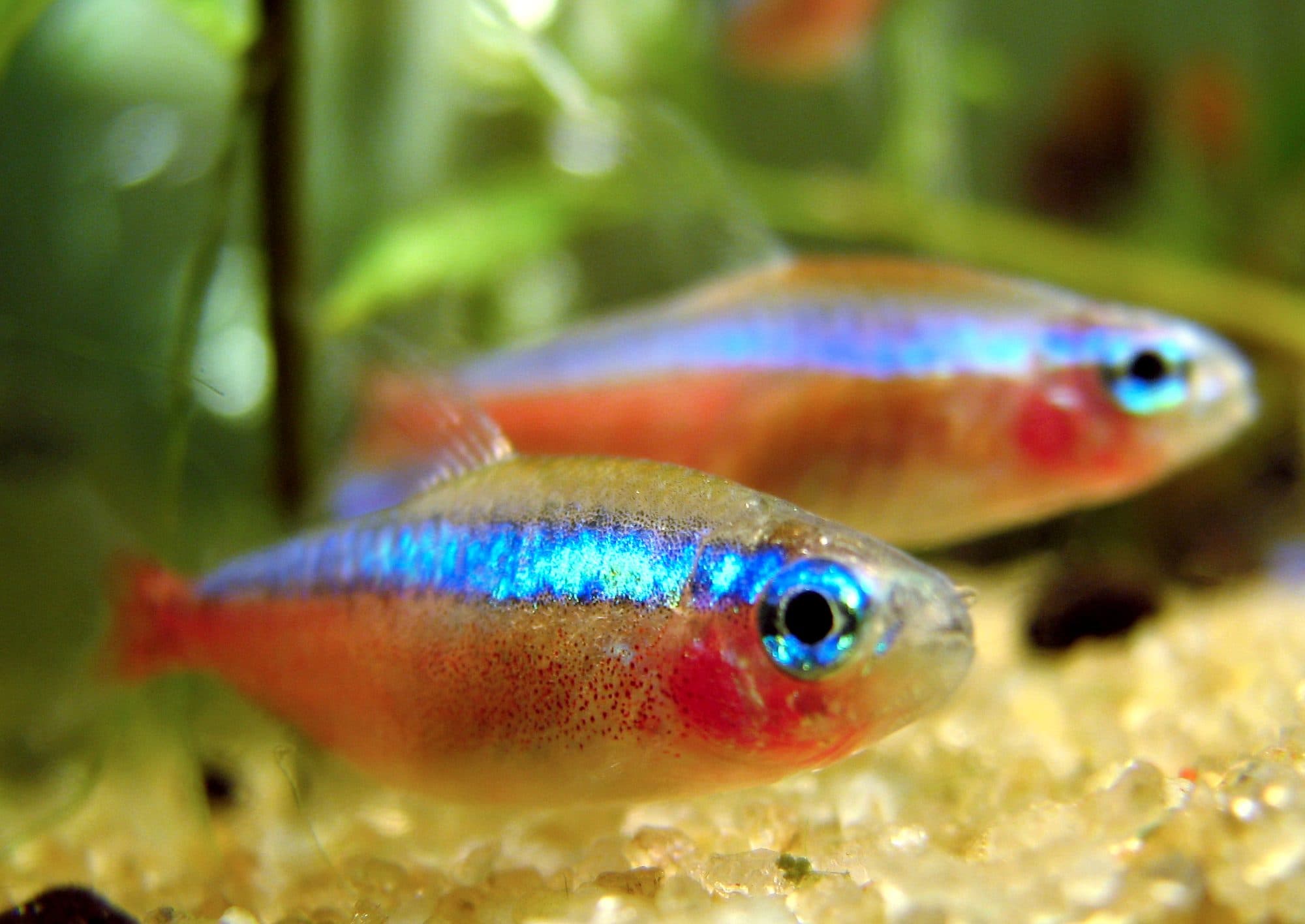 Cardinalis
