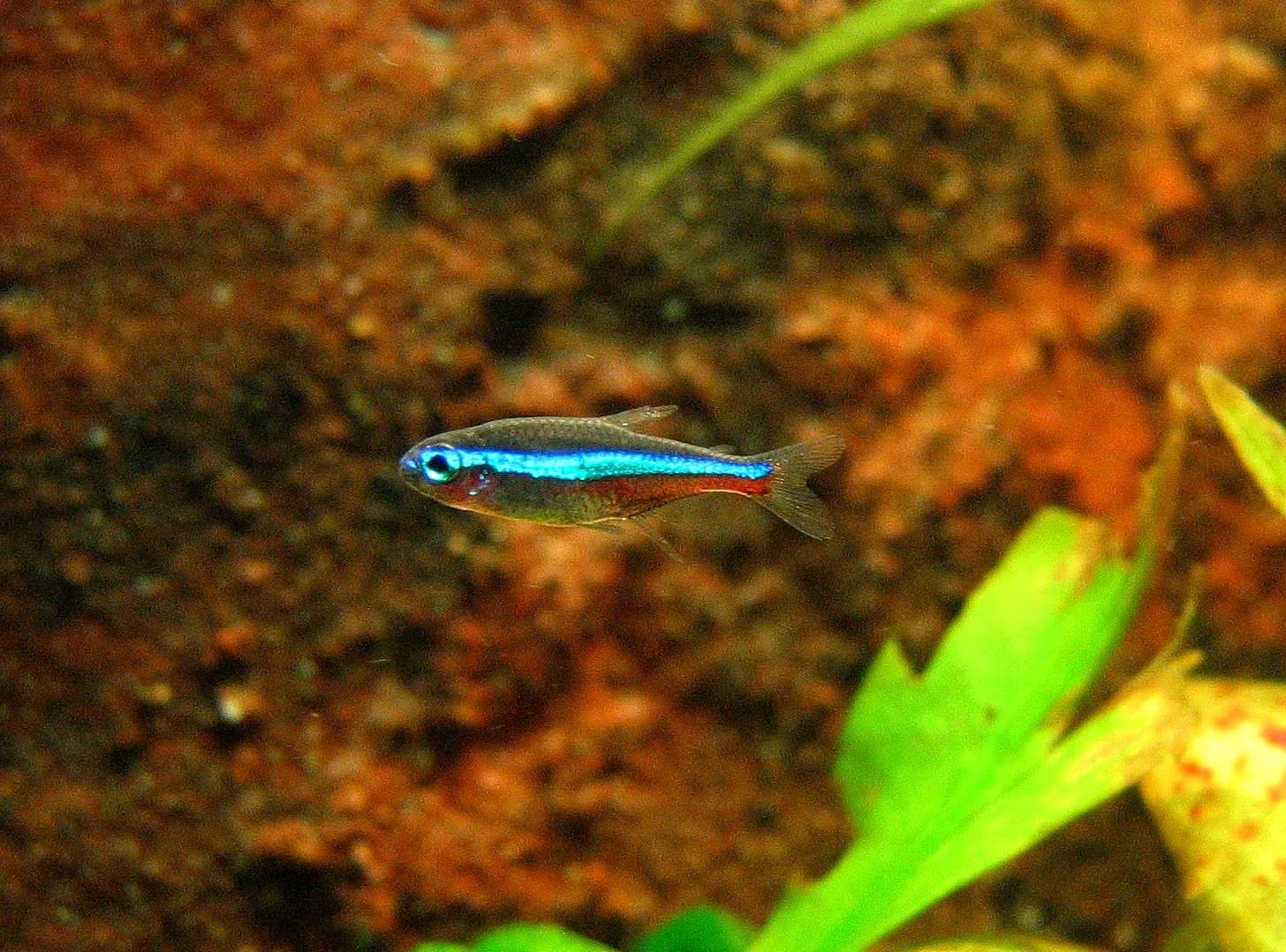 Green neon tetra