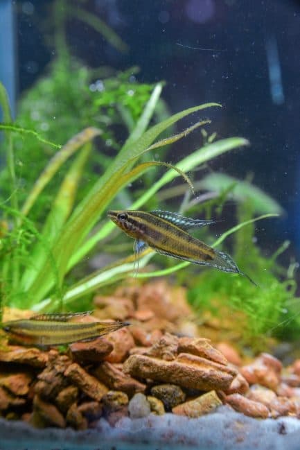 Gourami réglisse