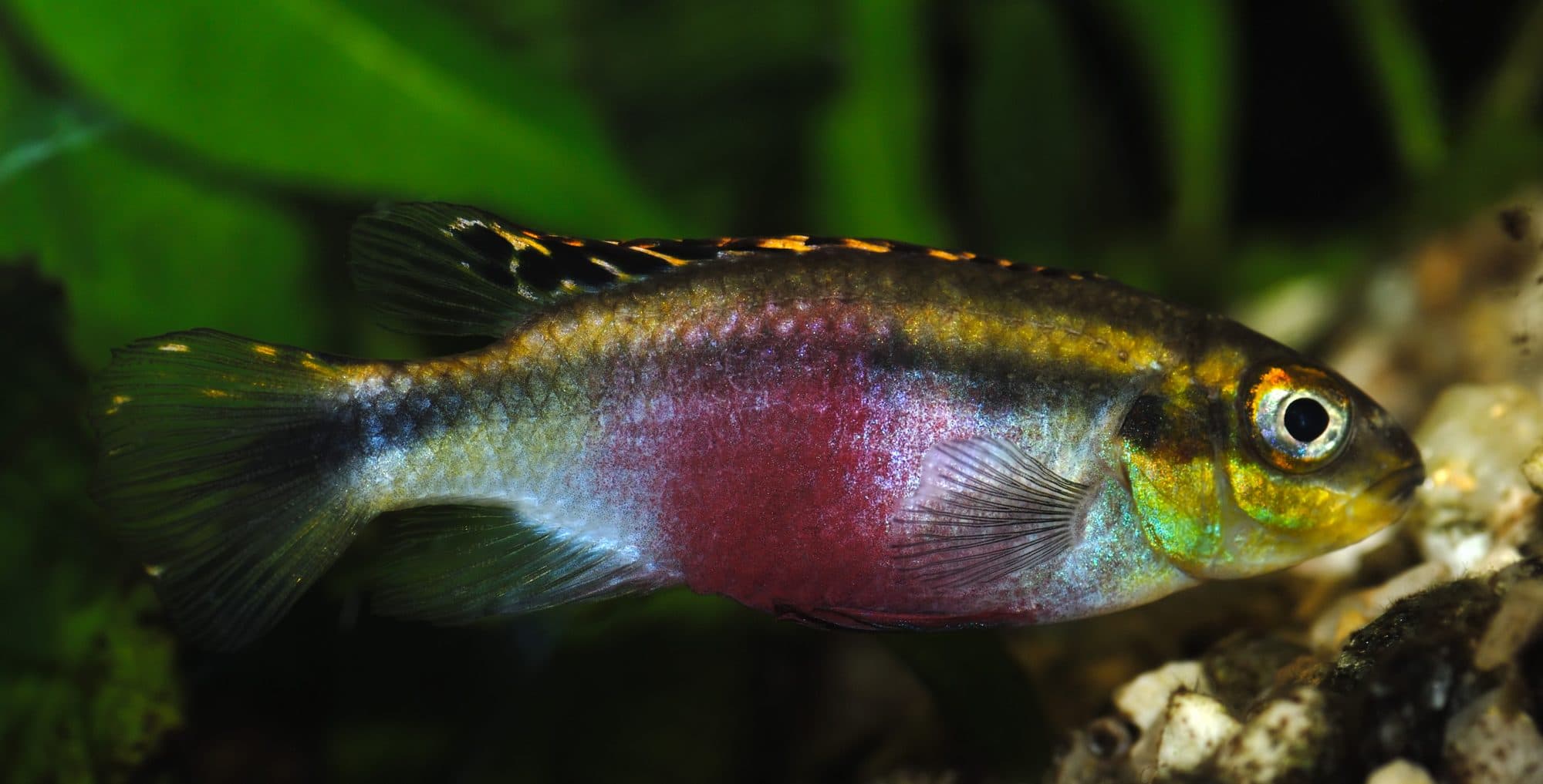 Pelmatochromis