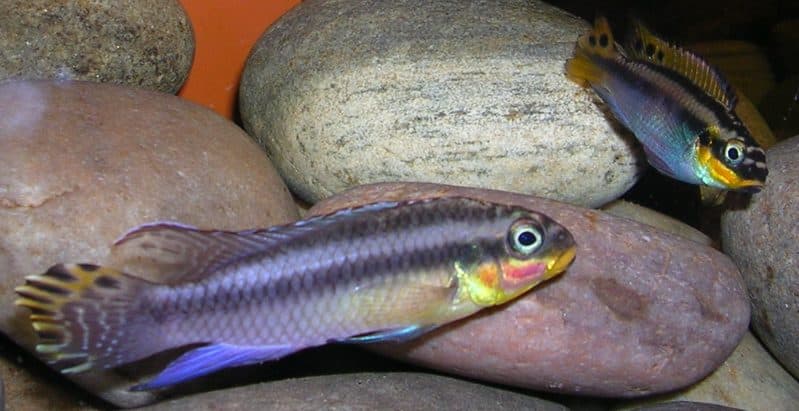 Pelvicachromis rayé