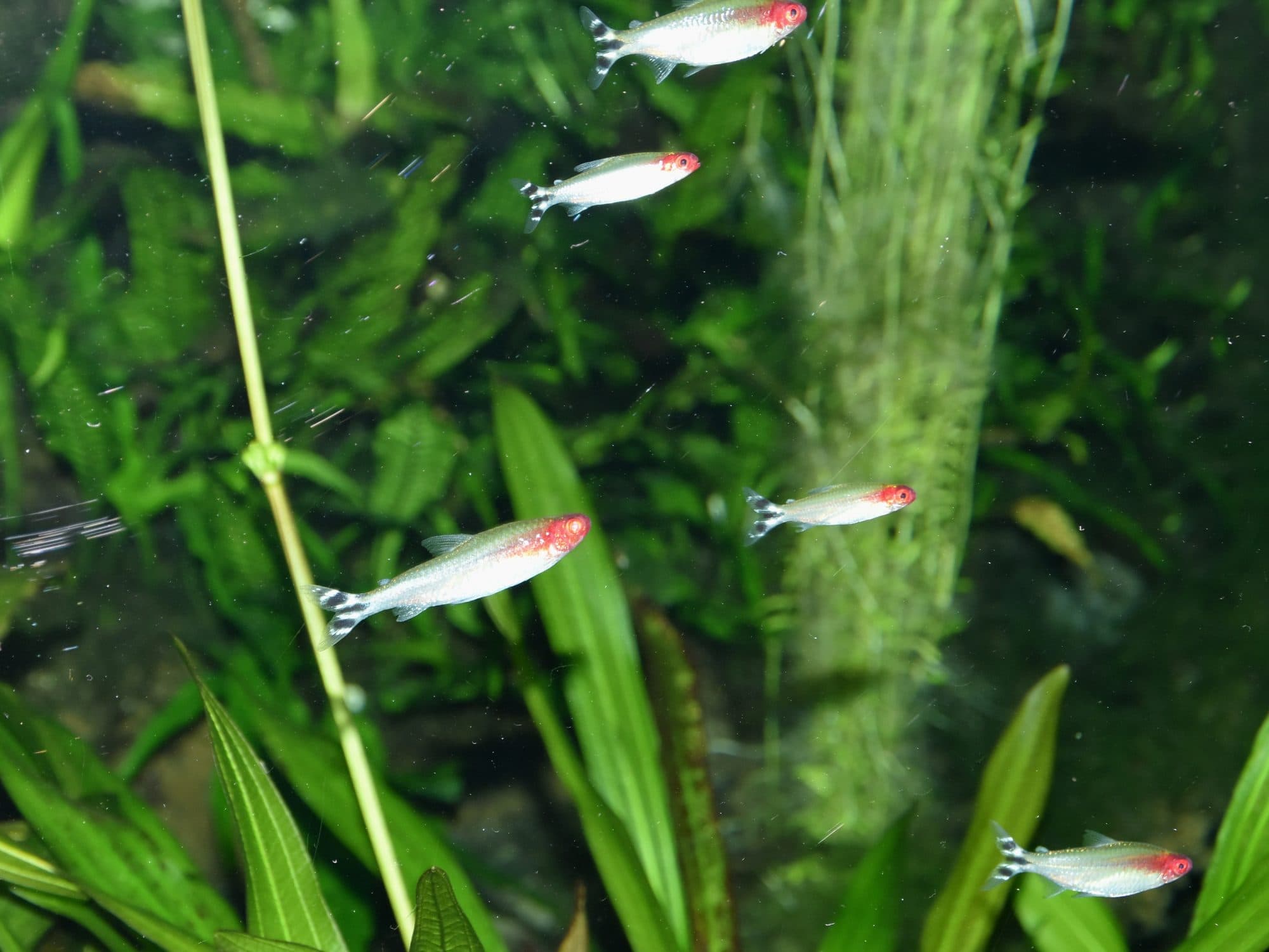 Faux nez rouge