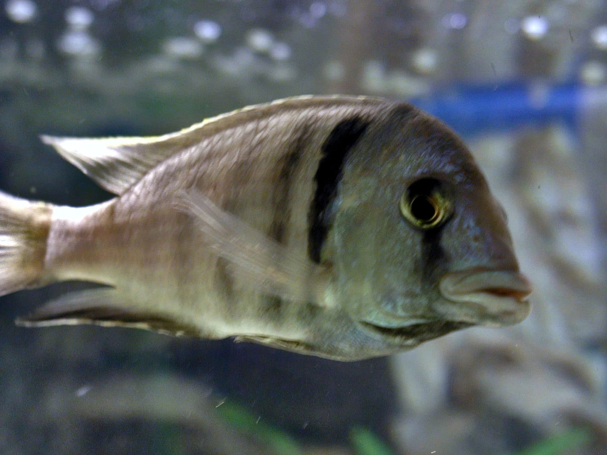 Placidochromis electra