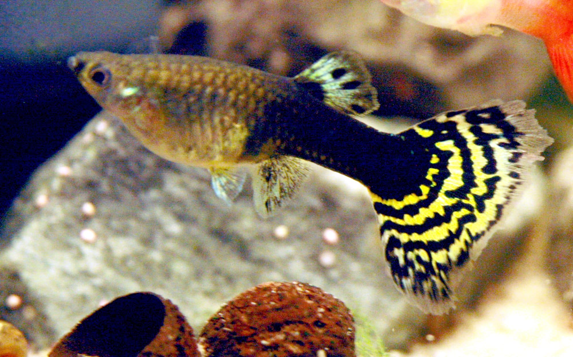Guppy