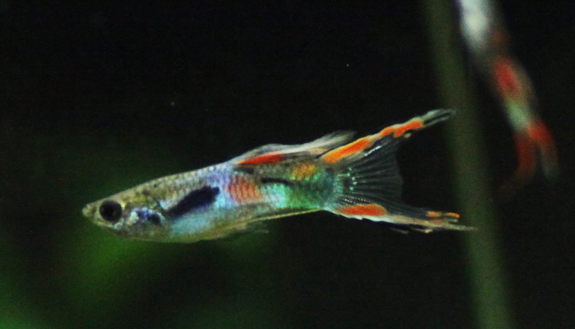 Guppy Endler