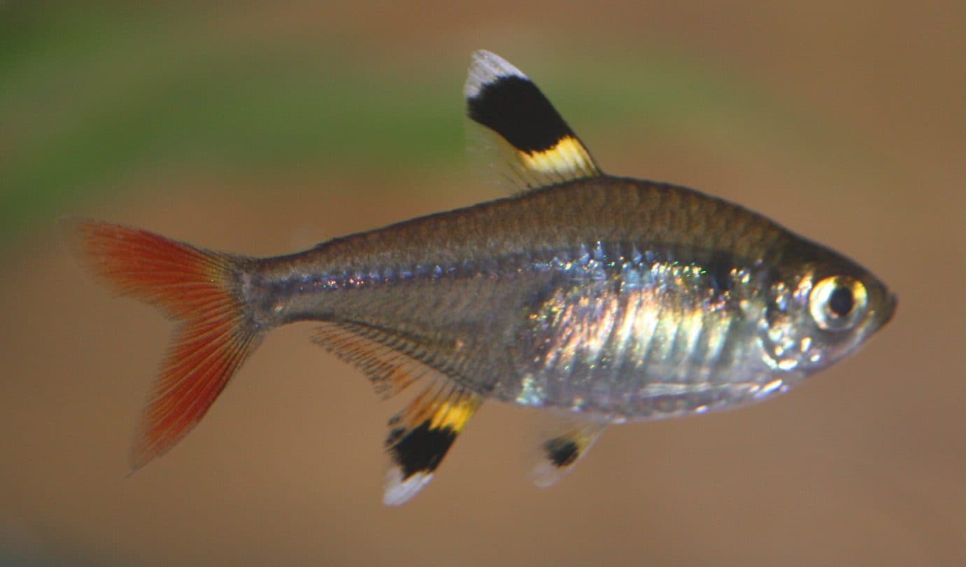 Pristella