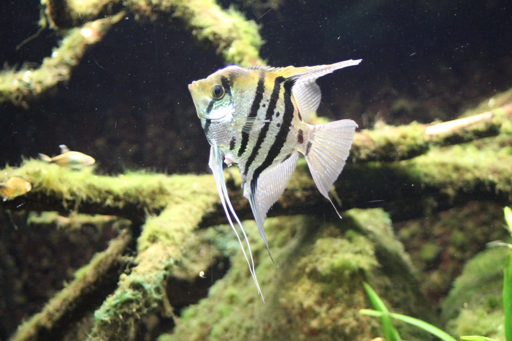 Scalaire