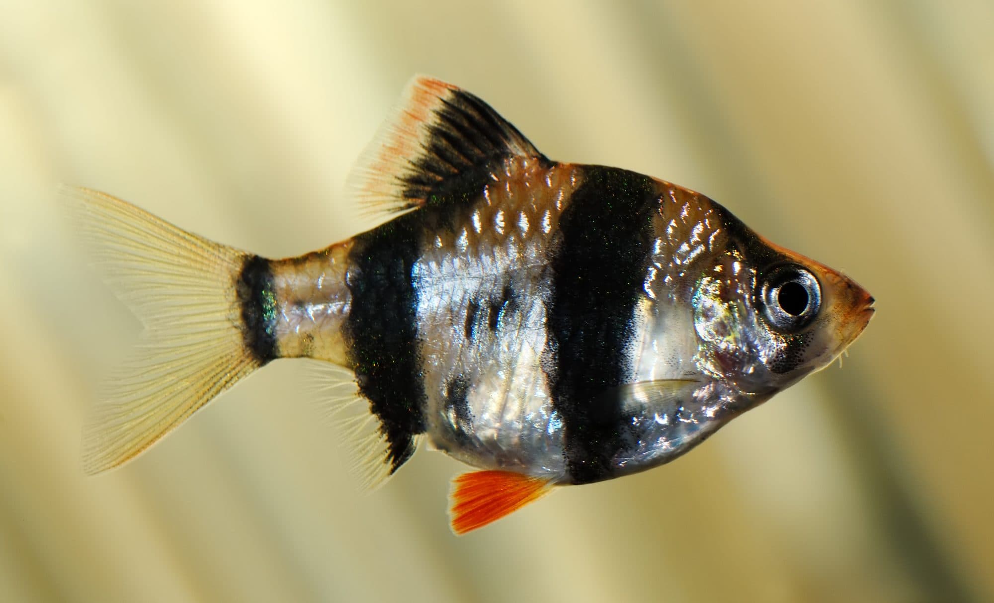Barbus de sumatra