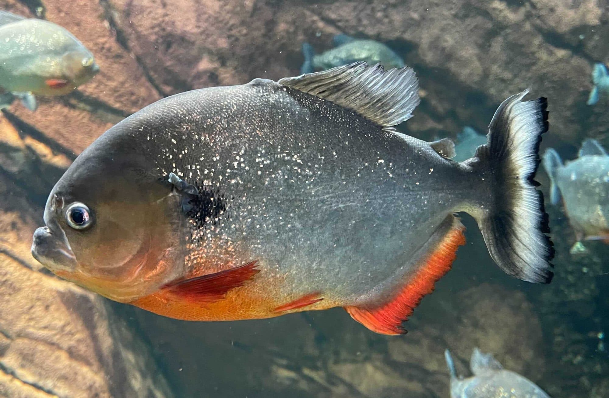 Piranha tacheté