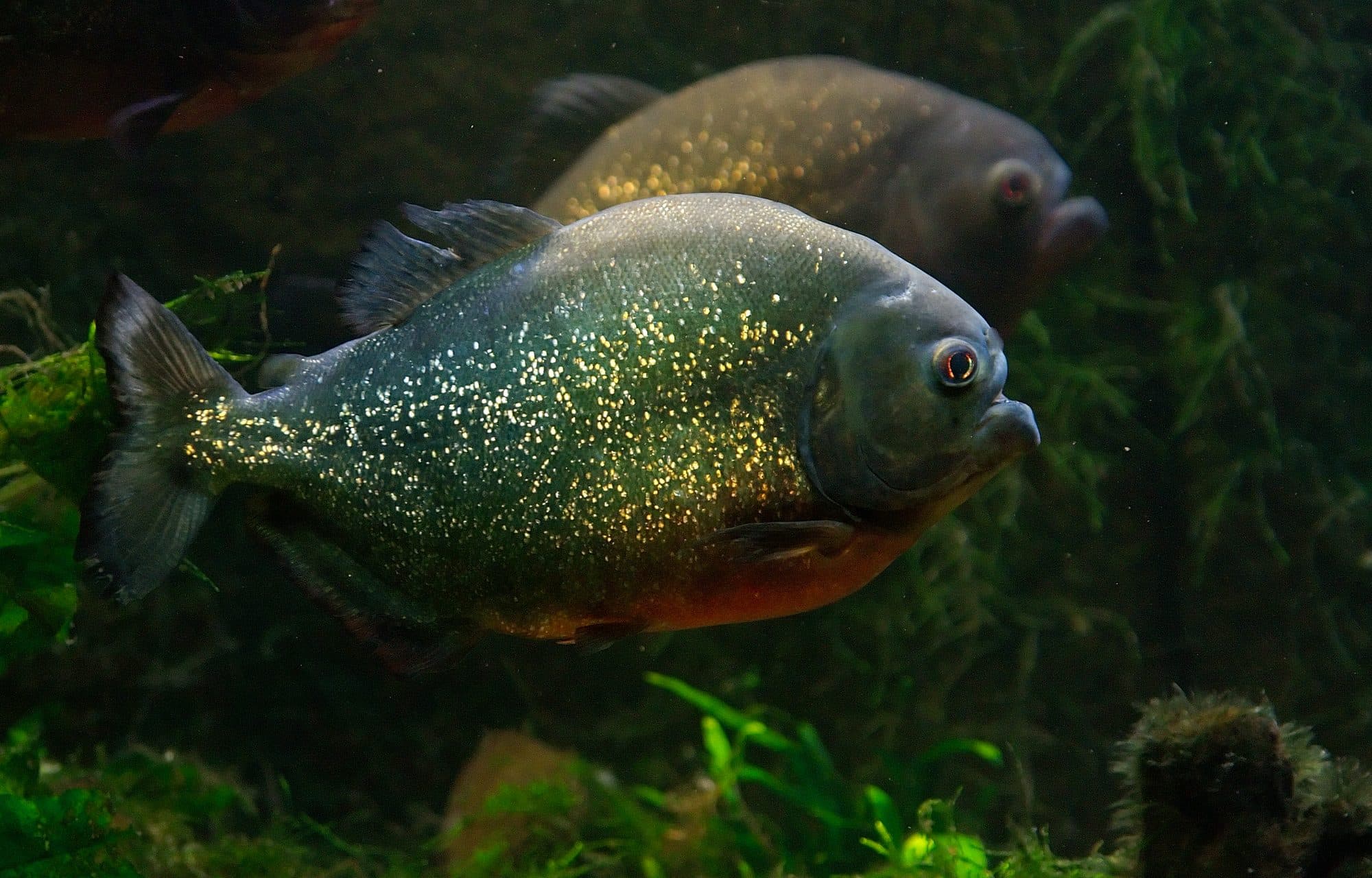 Piranha à ventre rouge