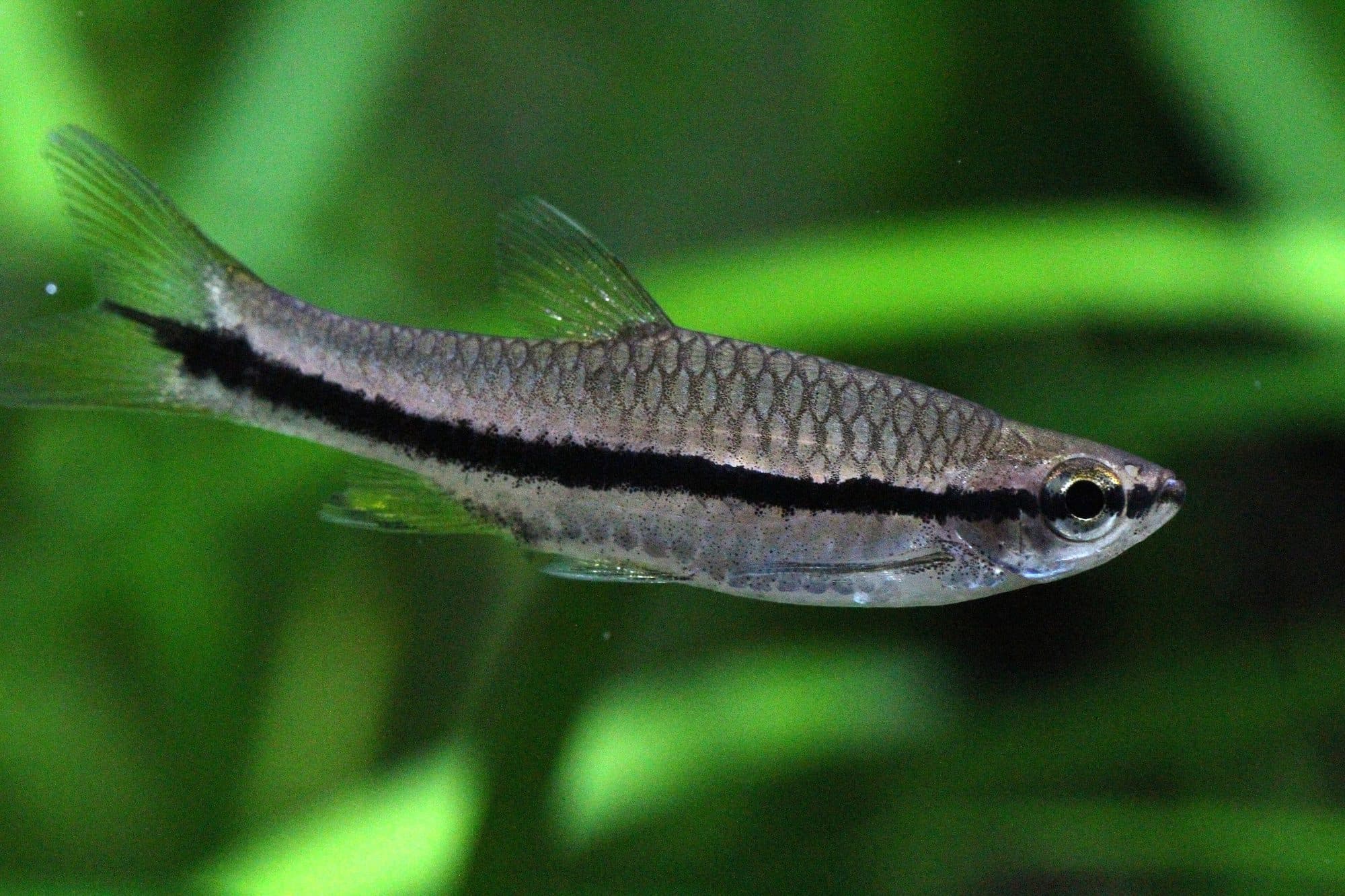 Rasbora d'Einthoven