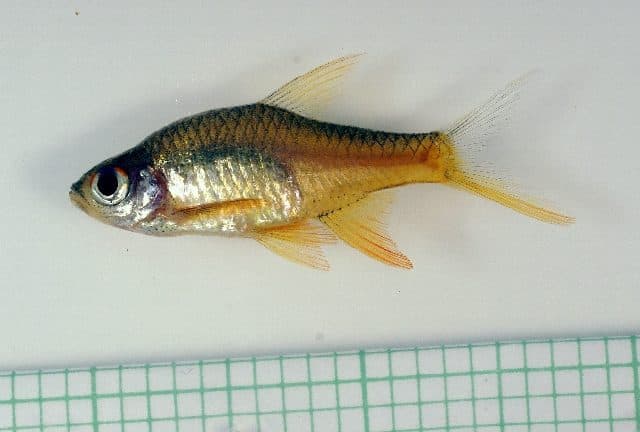 Rasbora perle de feu