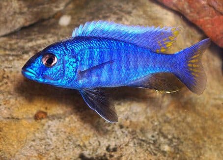 Haplochromis ahli