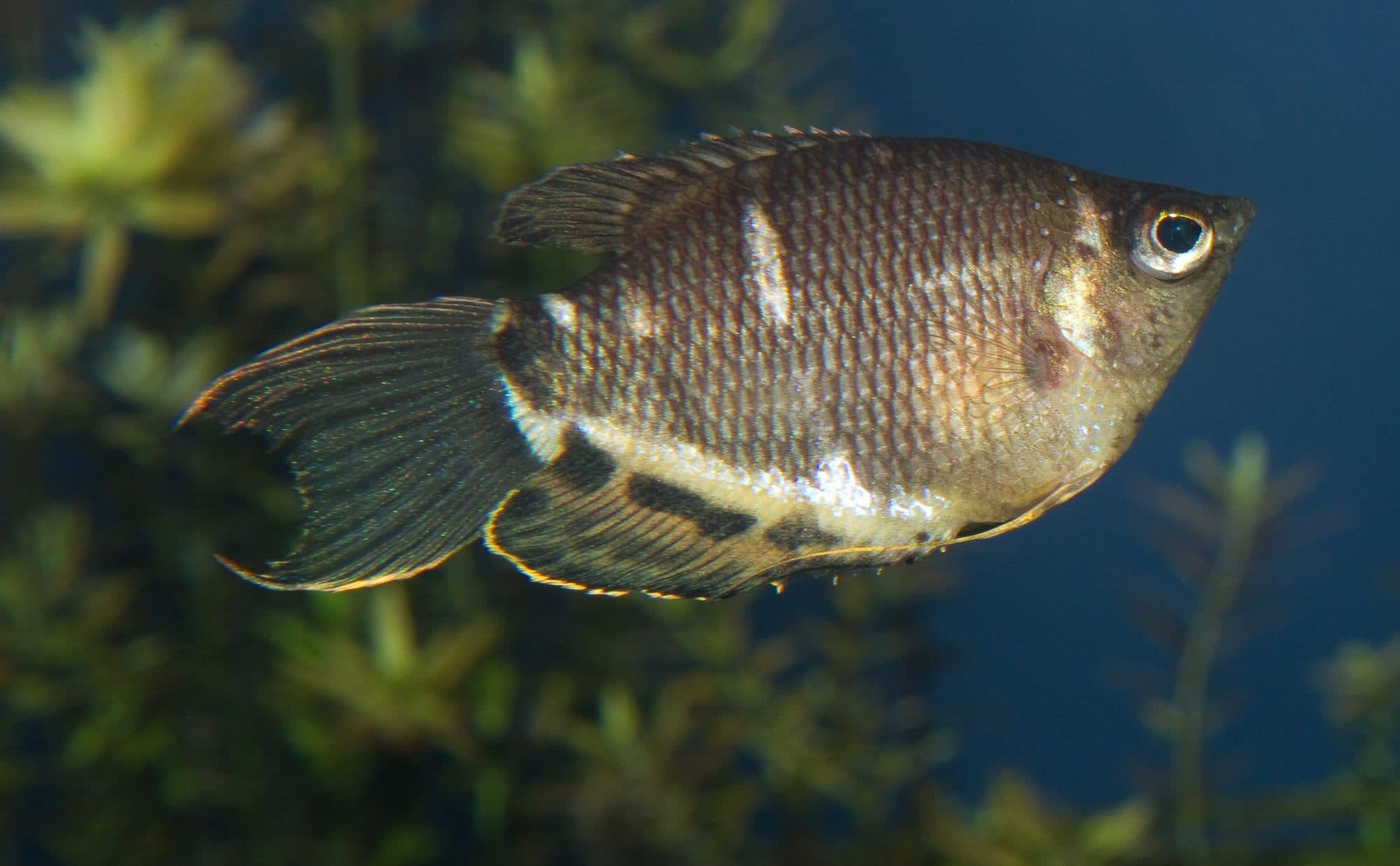 Gourami chocolat