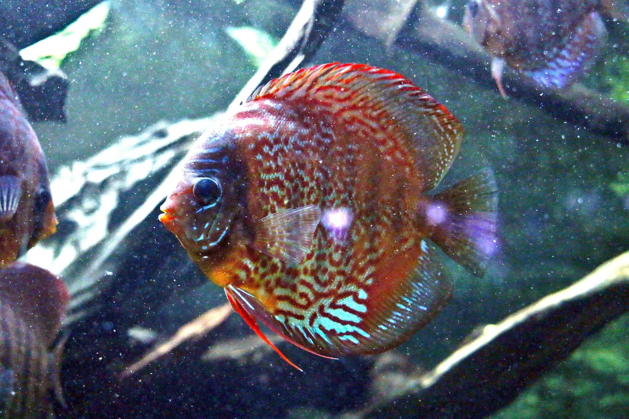 Discus