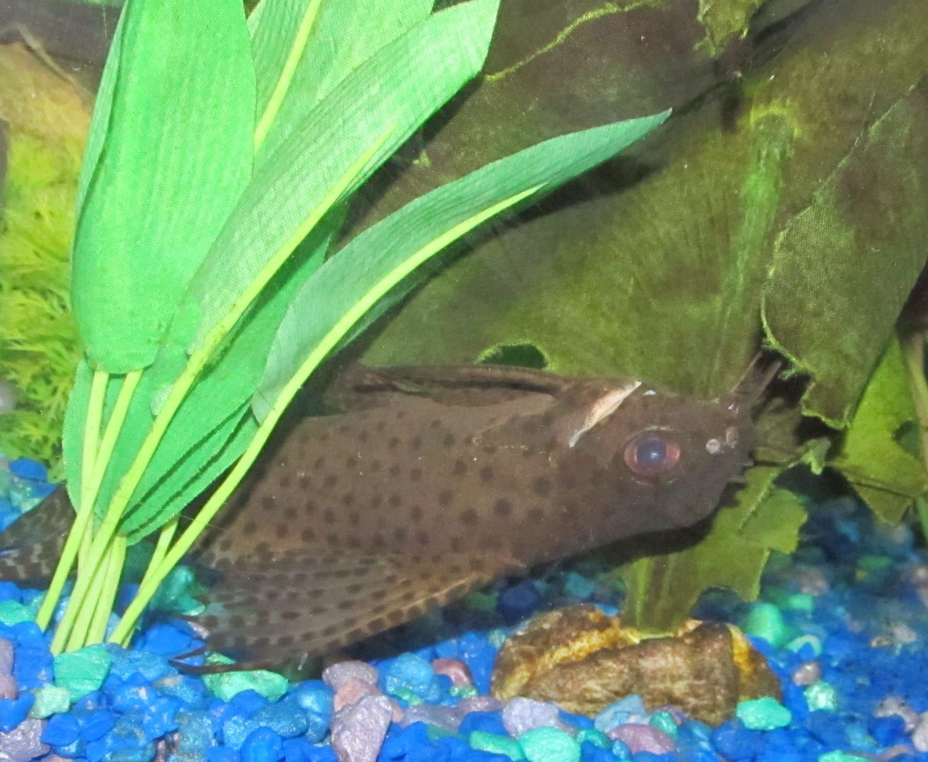 Synodontis à voile