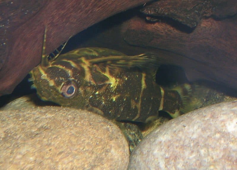 Synodontis renversé