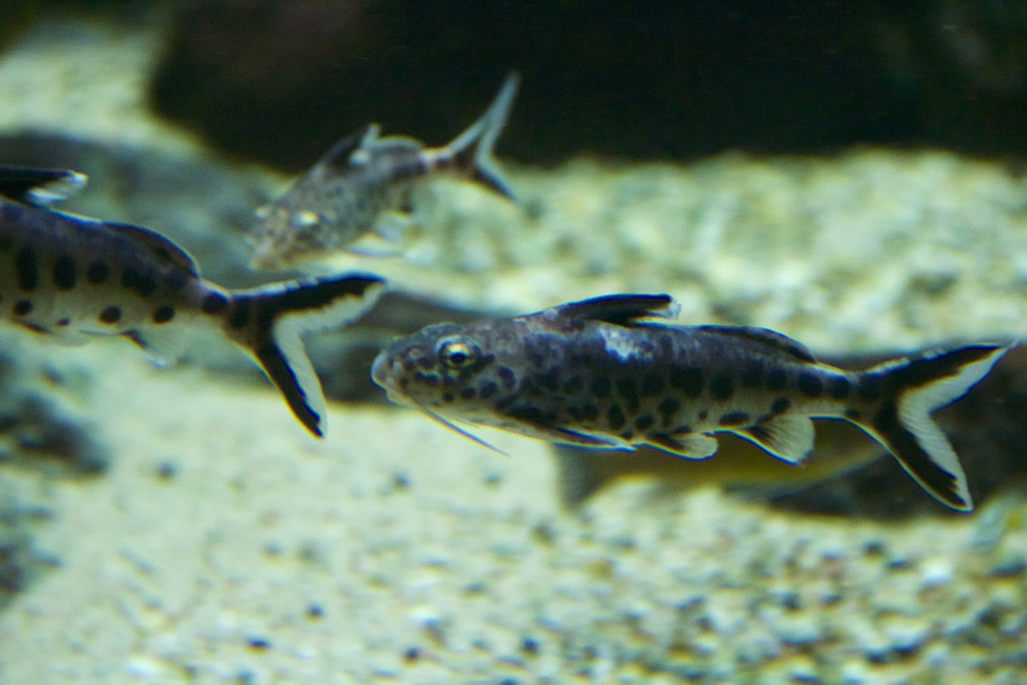 Synodontis petricola