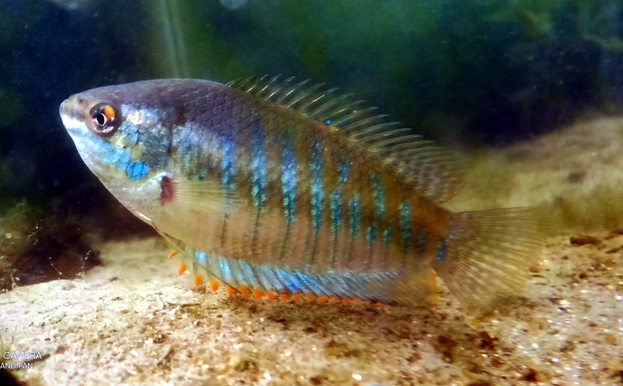 Gourami rayé