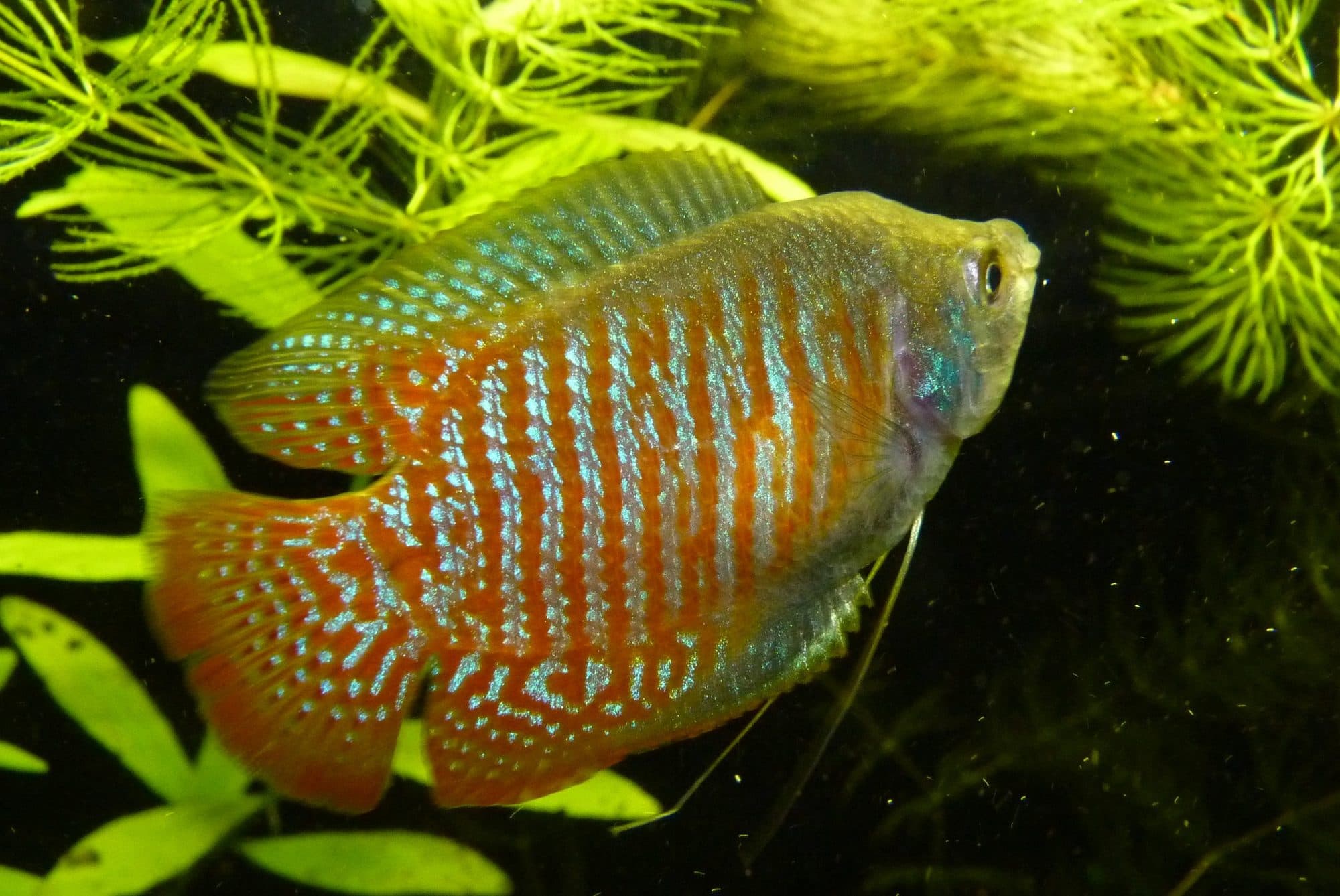 Gourami nain