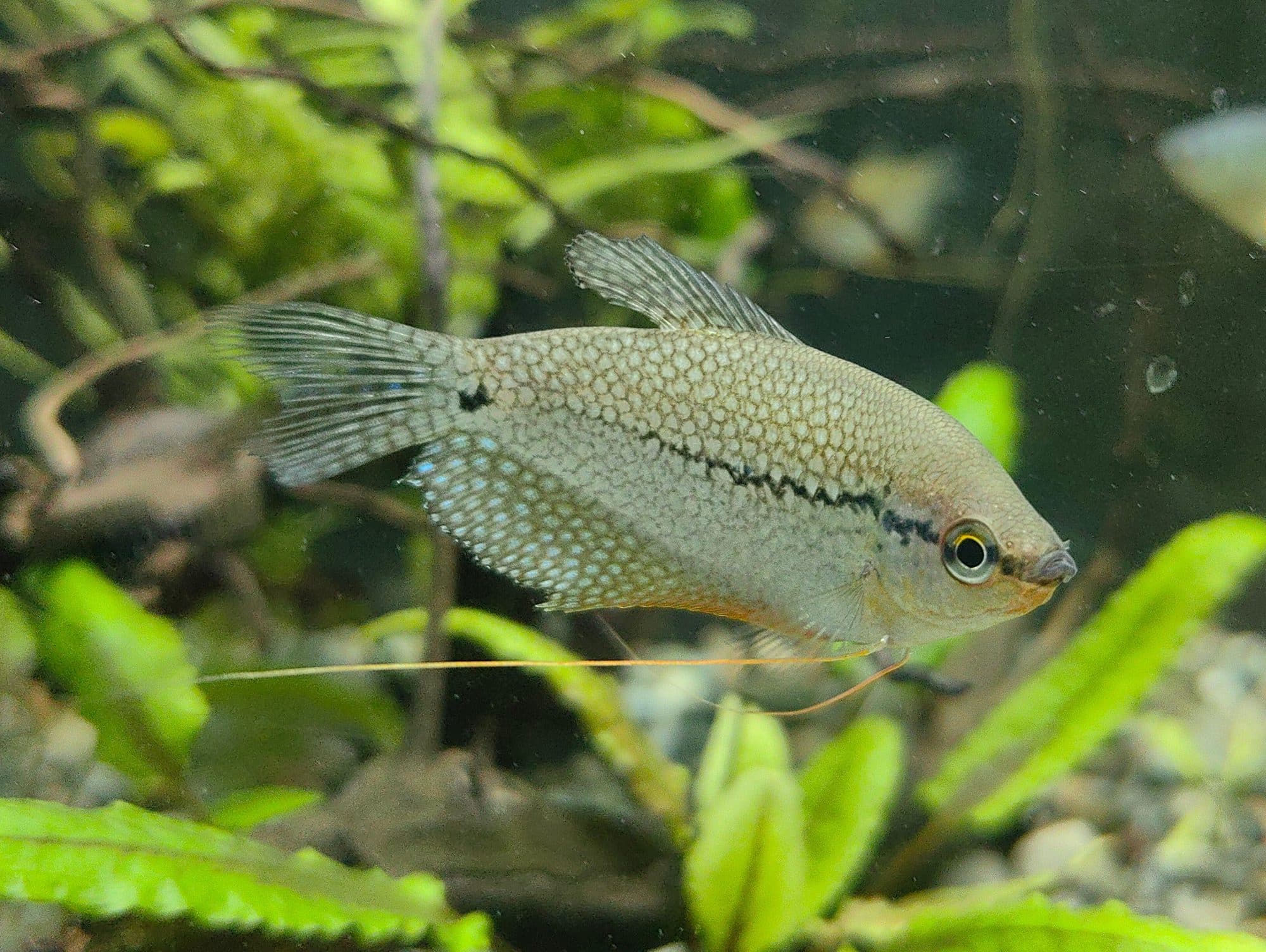 Gourami perlé