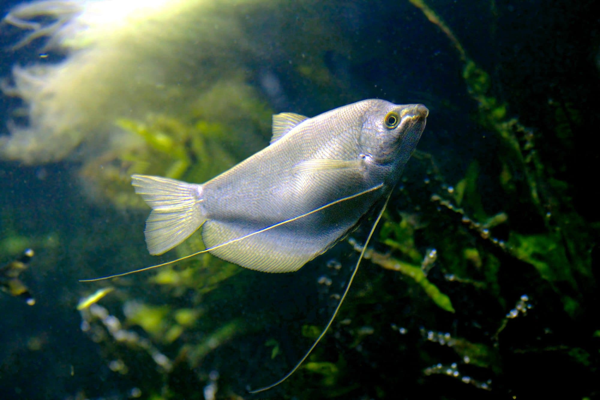 Gourami lune