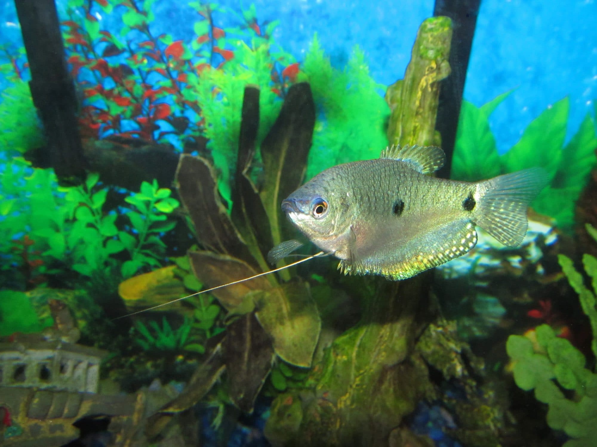 Gourami bleu