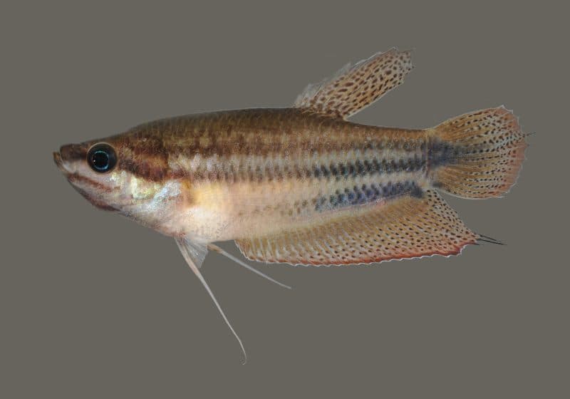 Gourami grogneur