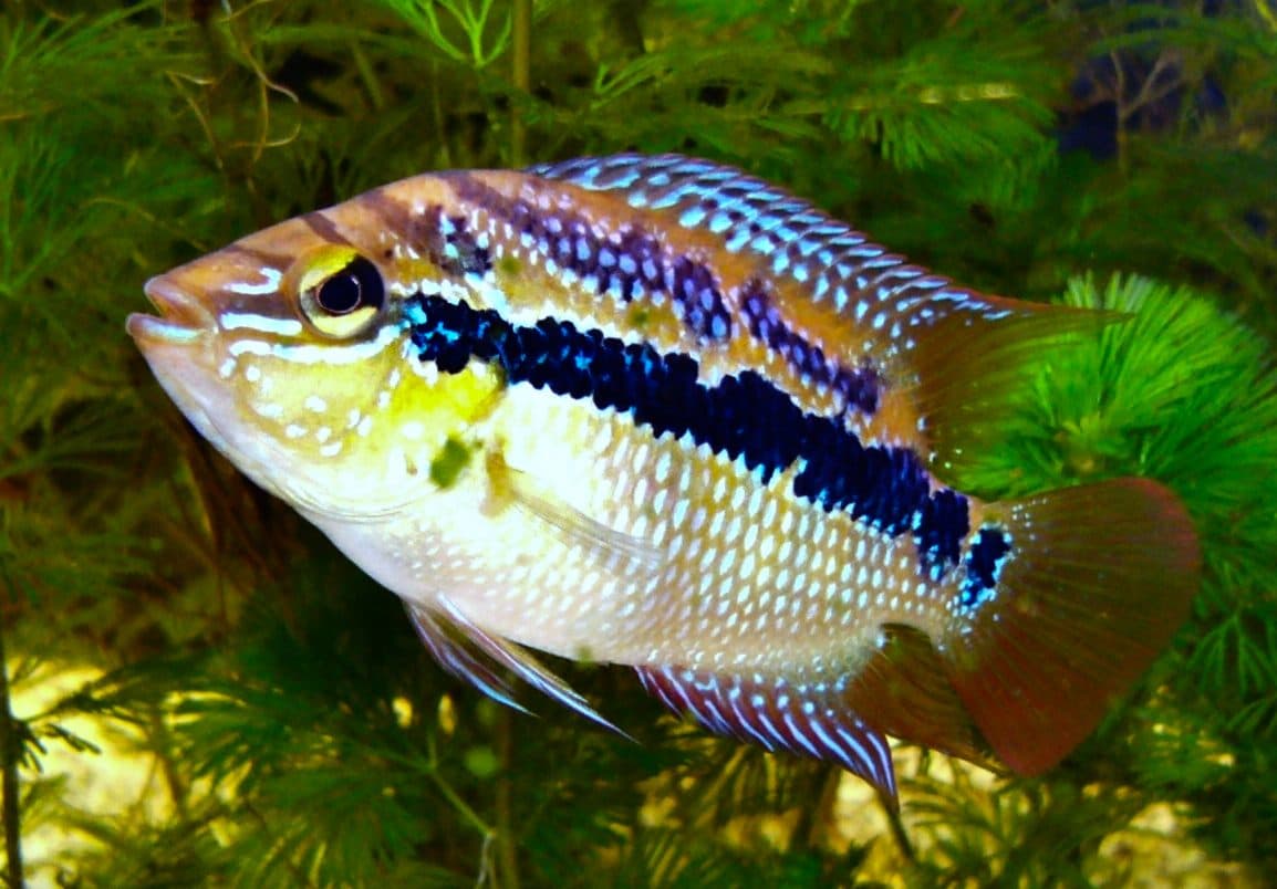Cichlidé de Salvin