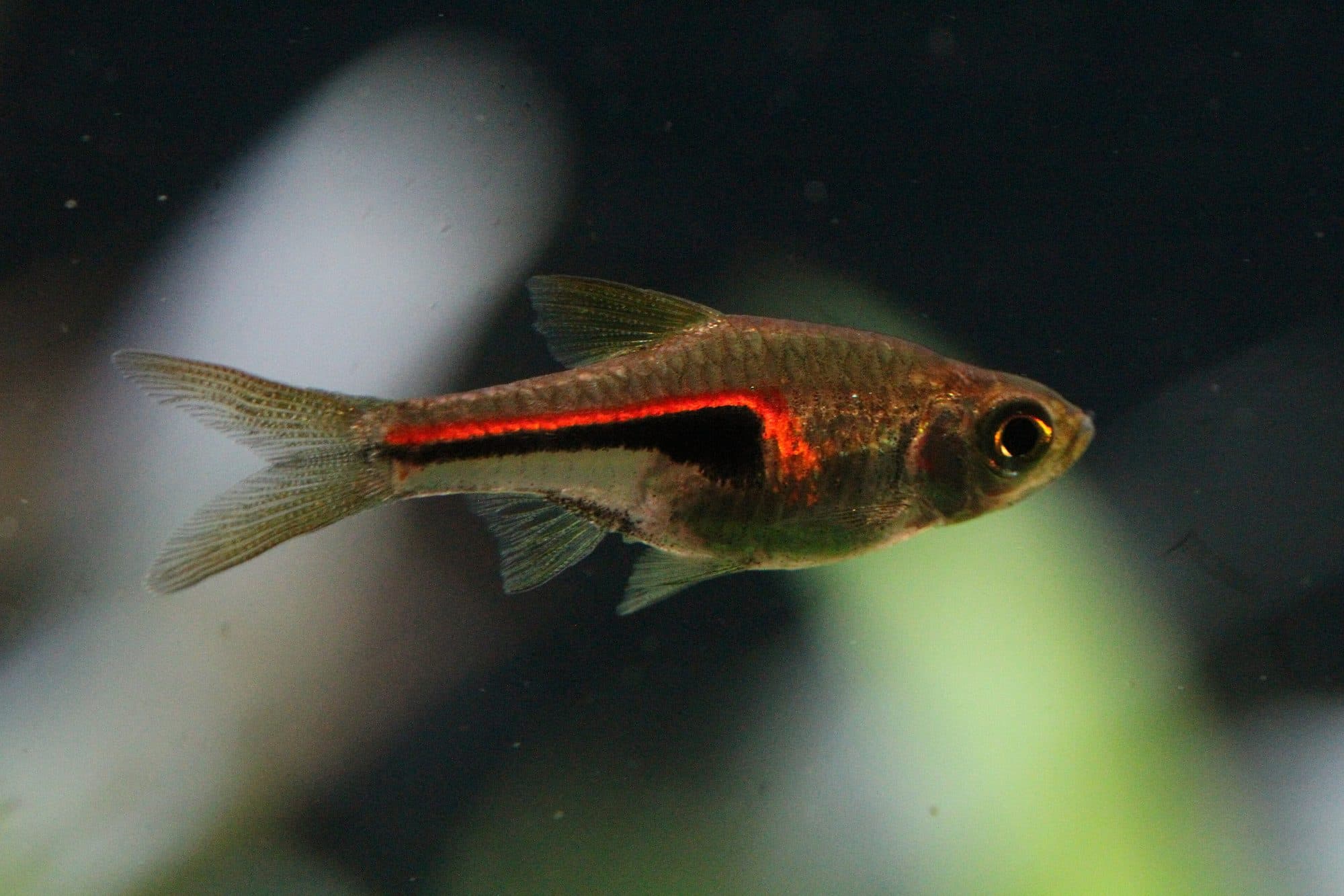 Trigonostigma hengeli