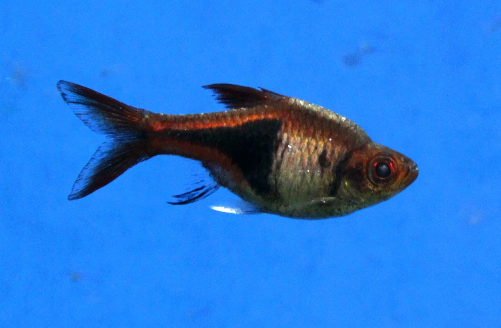 Rasbora arlequin