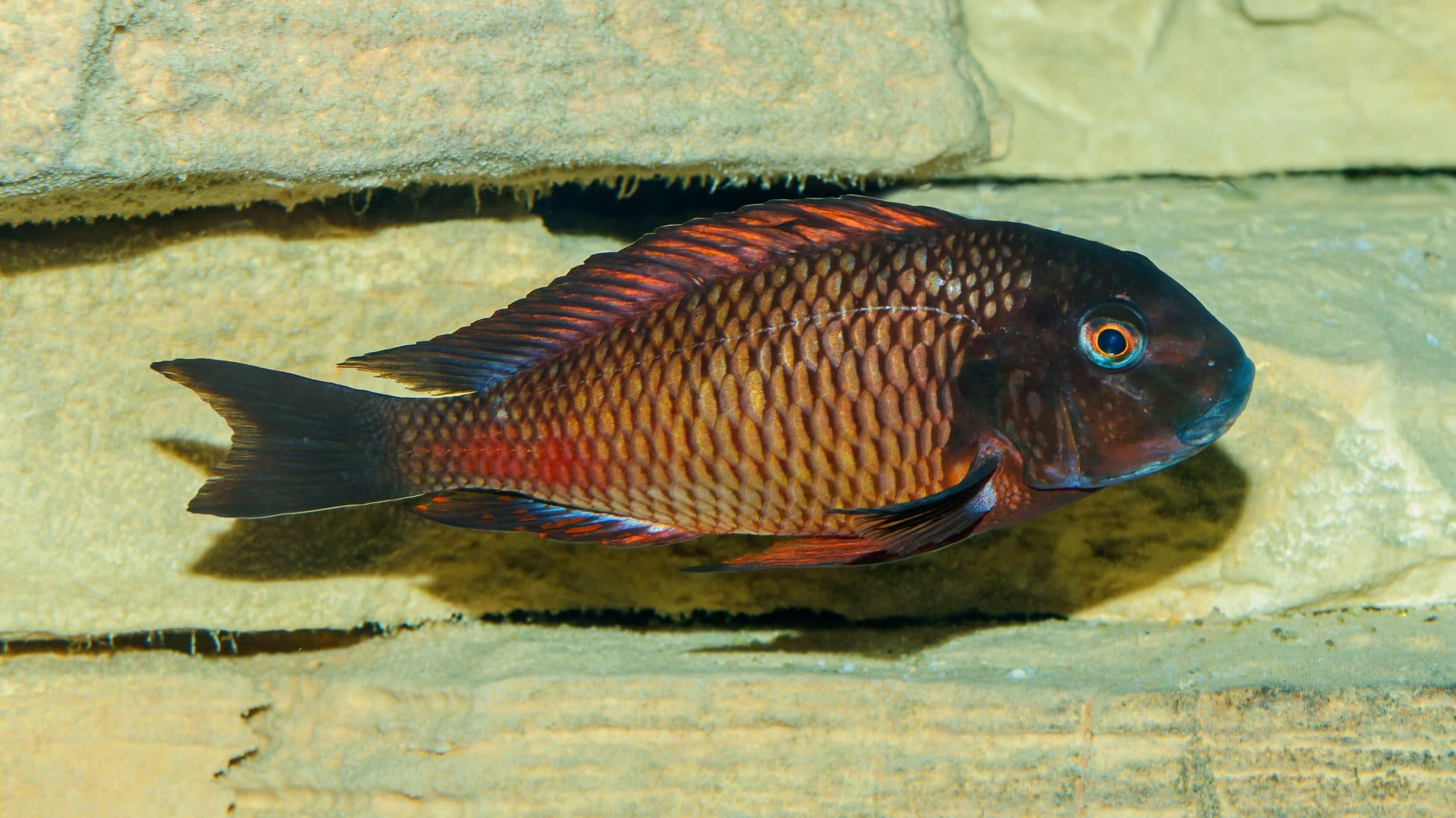 Tropheus de Moore