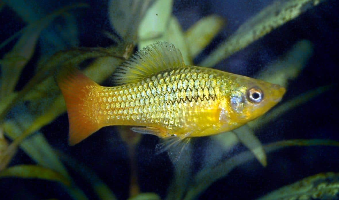 Platy variatus