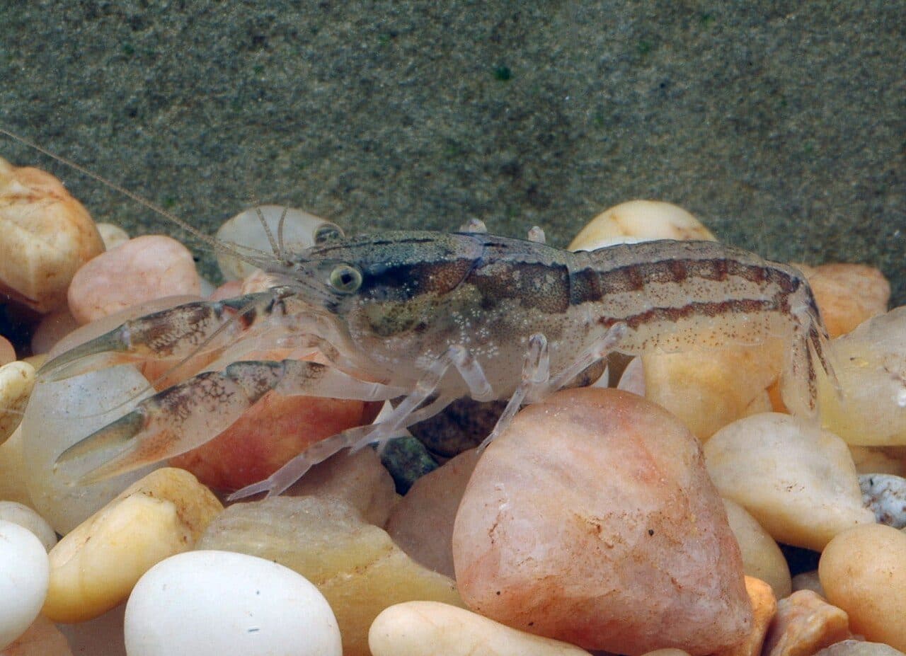 Cambarellus puer