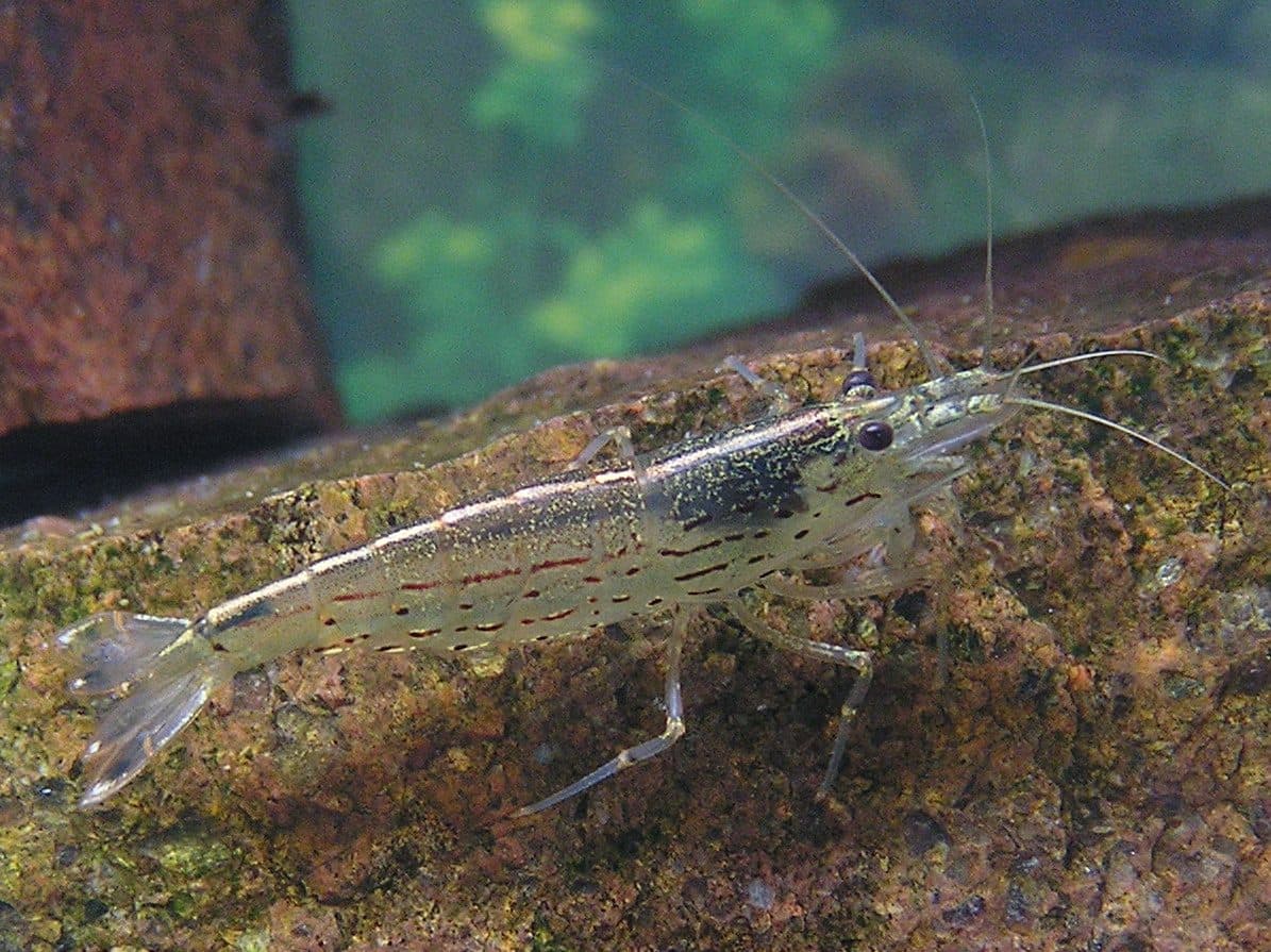 ヤマトヌマエビ