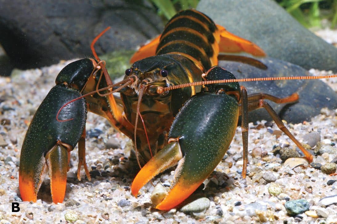 Cherax snowden