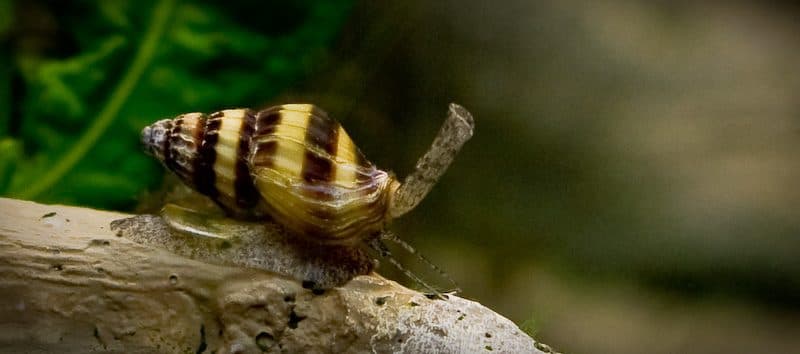 Escargot assassin