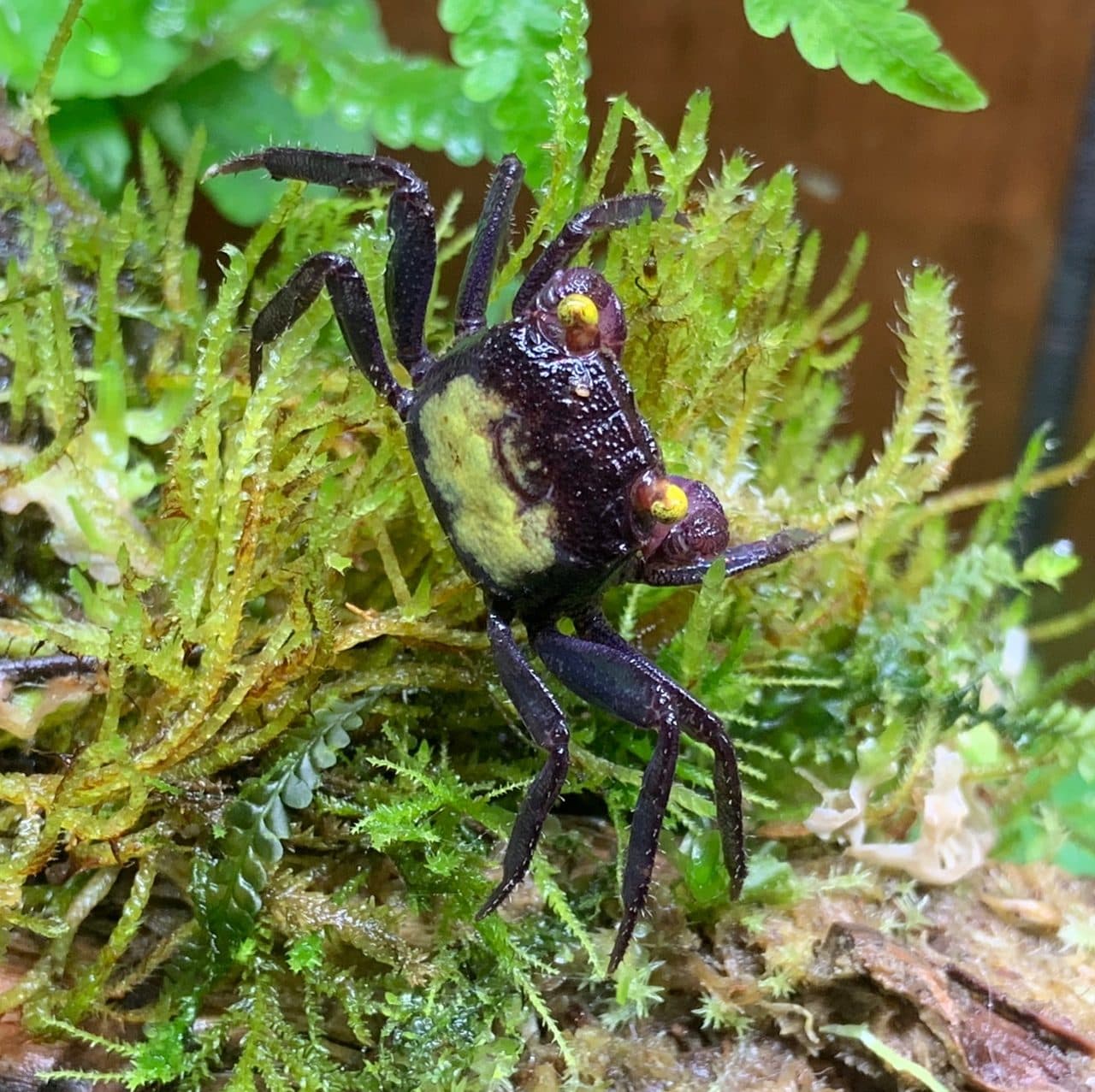 Crabe vampire