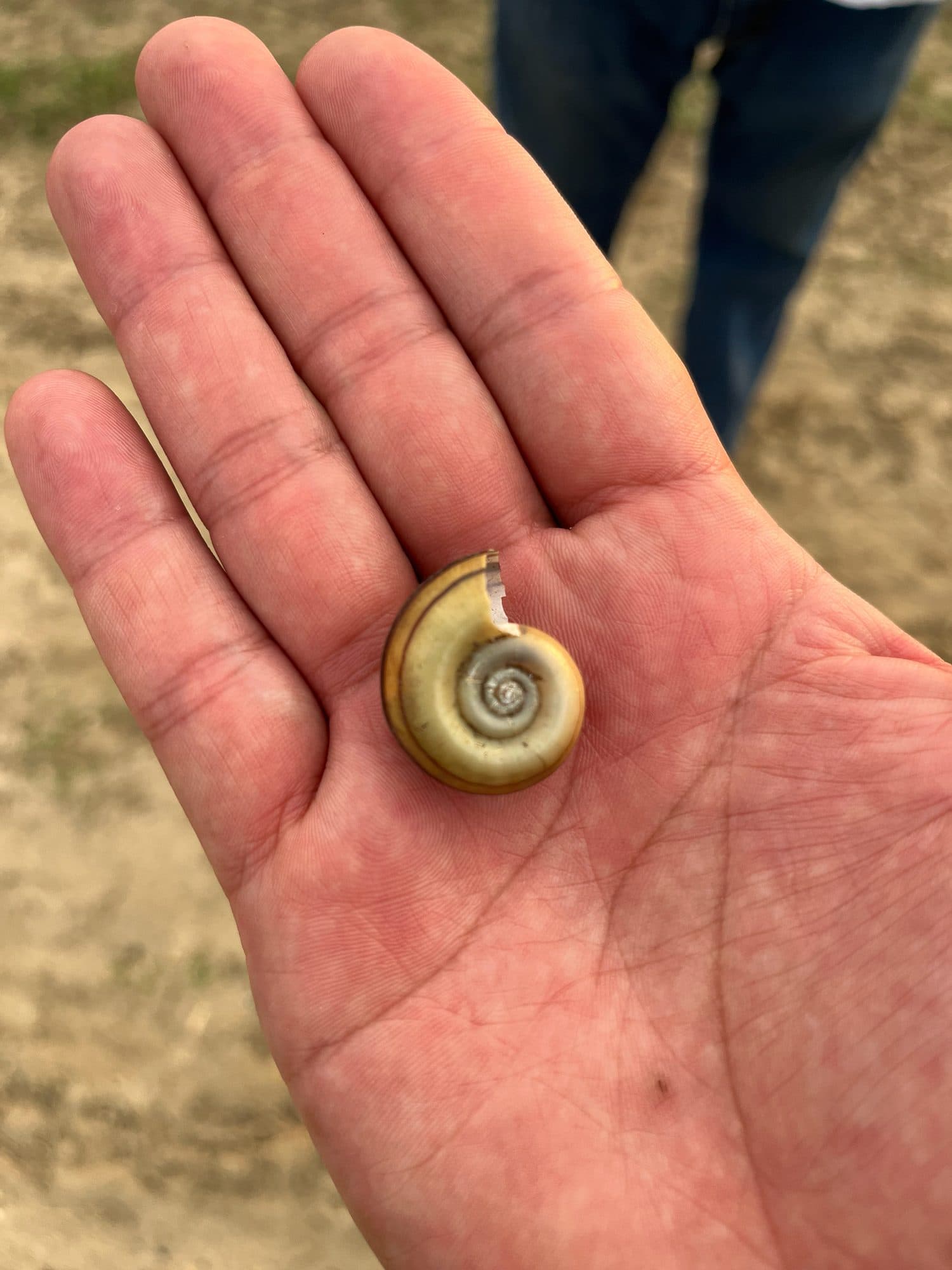 Escargot bélier