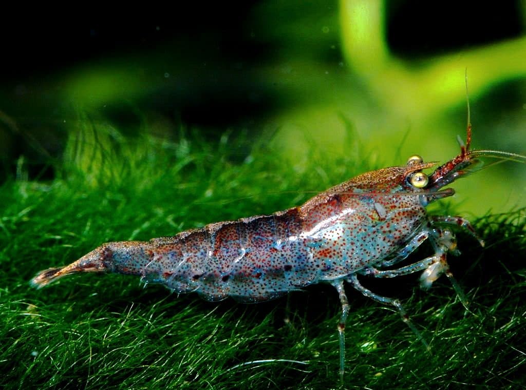 Neocaridina palmata
