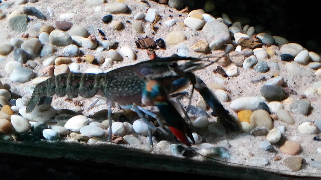 Écrevisse bleue