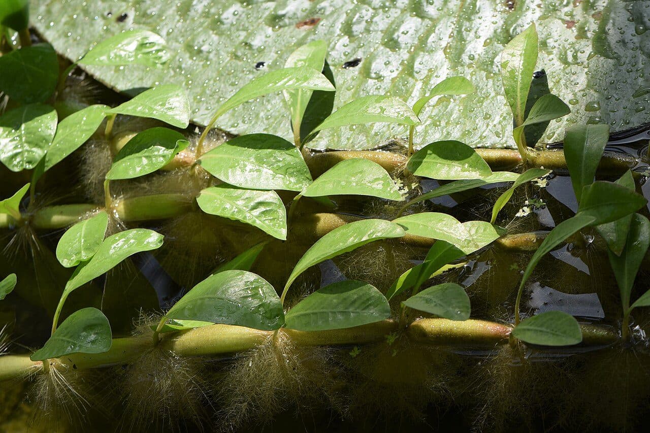 Alternanthera aquatica