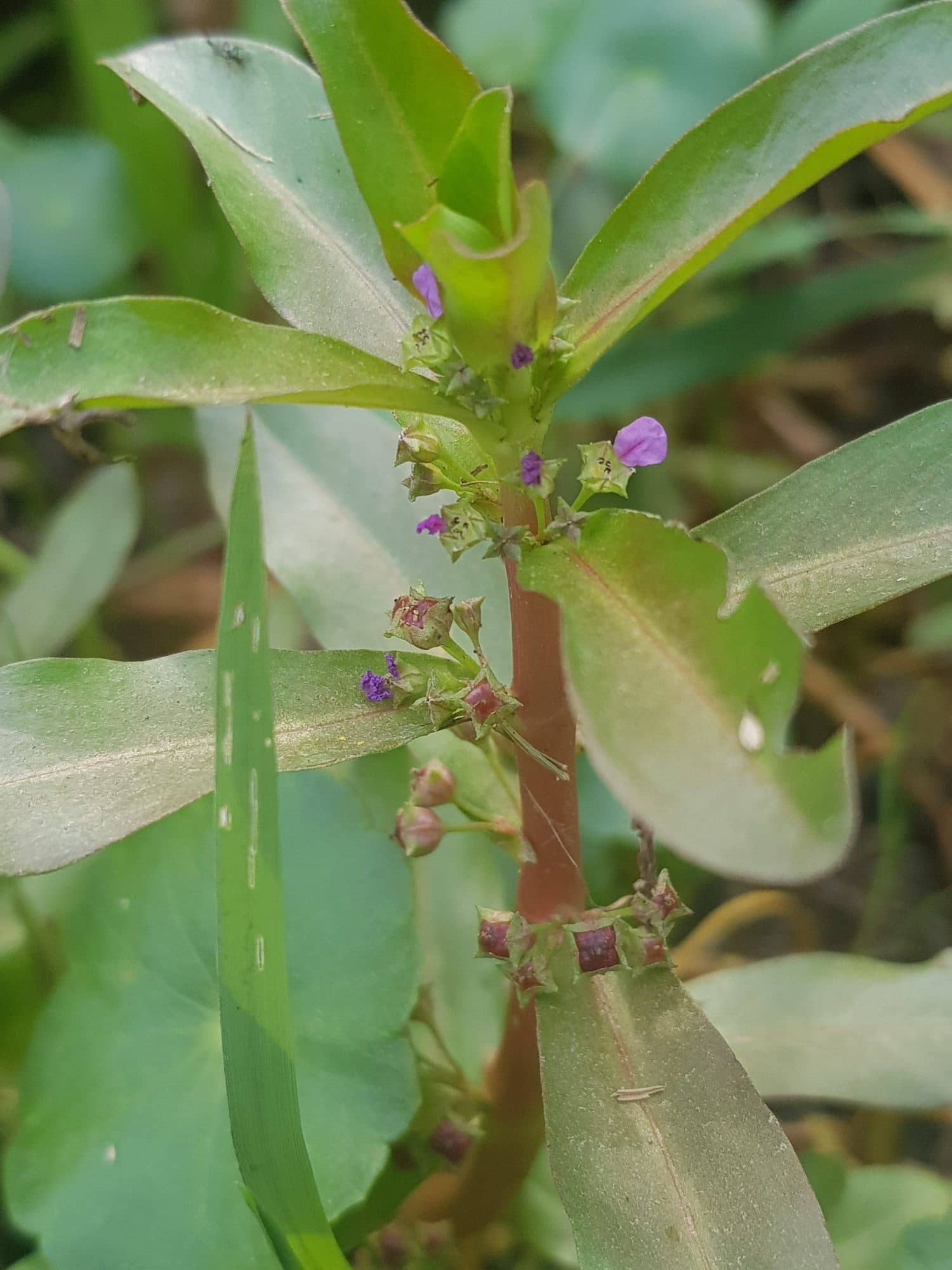 Ammannia crassicaulis