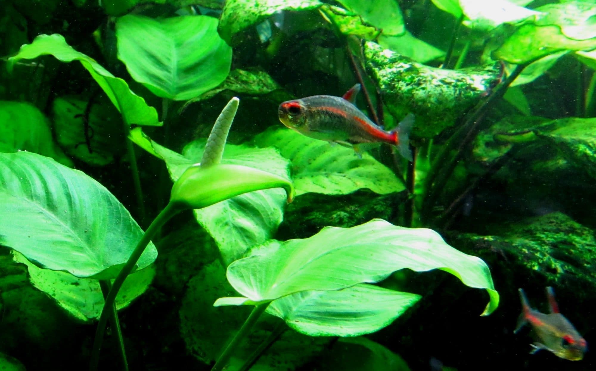 Anubias nain