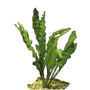 Aponogeton crispus