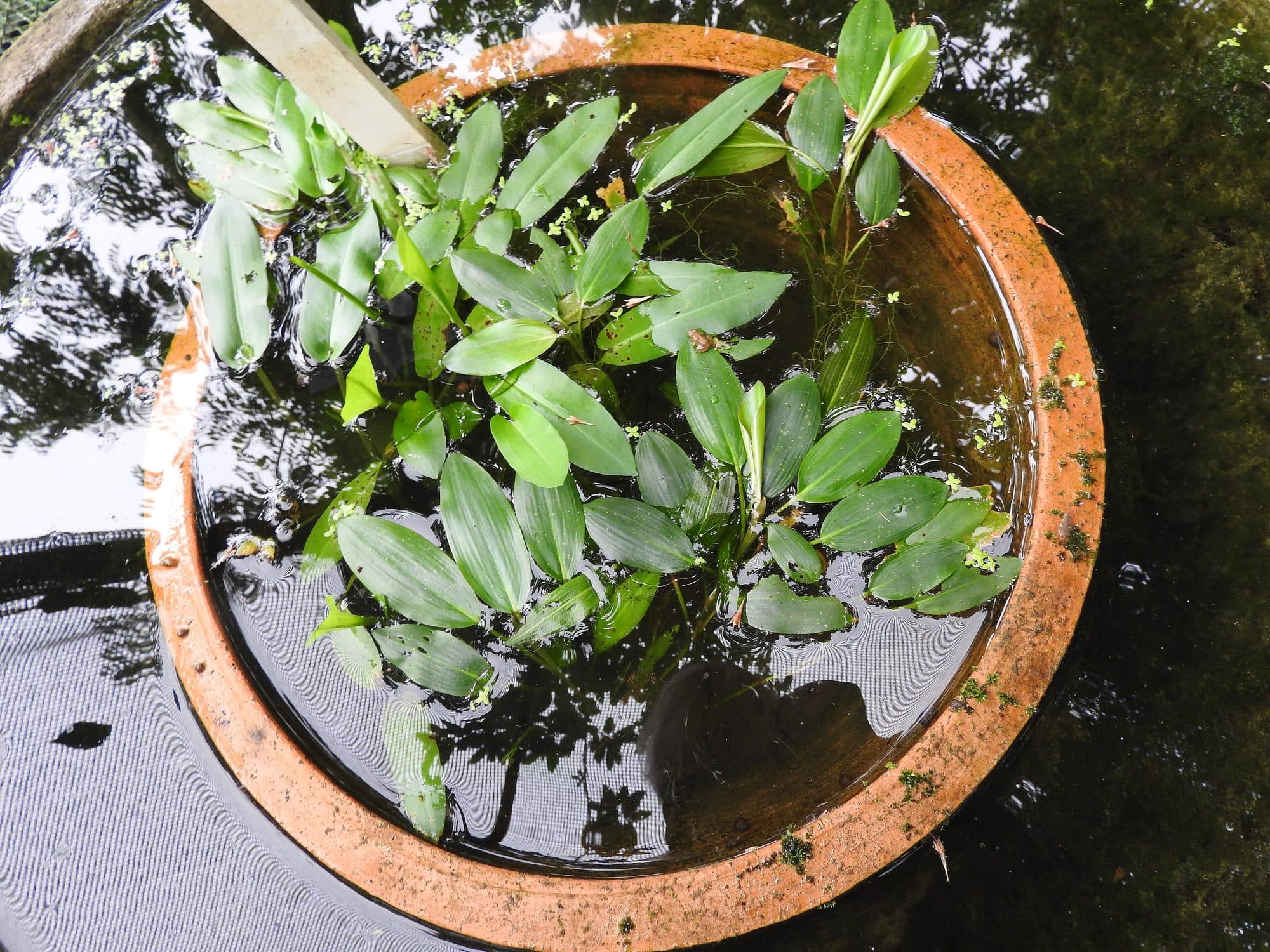 Aponogeton flottant