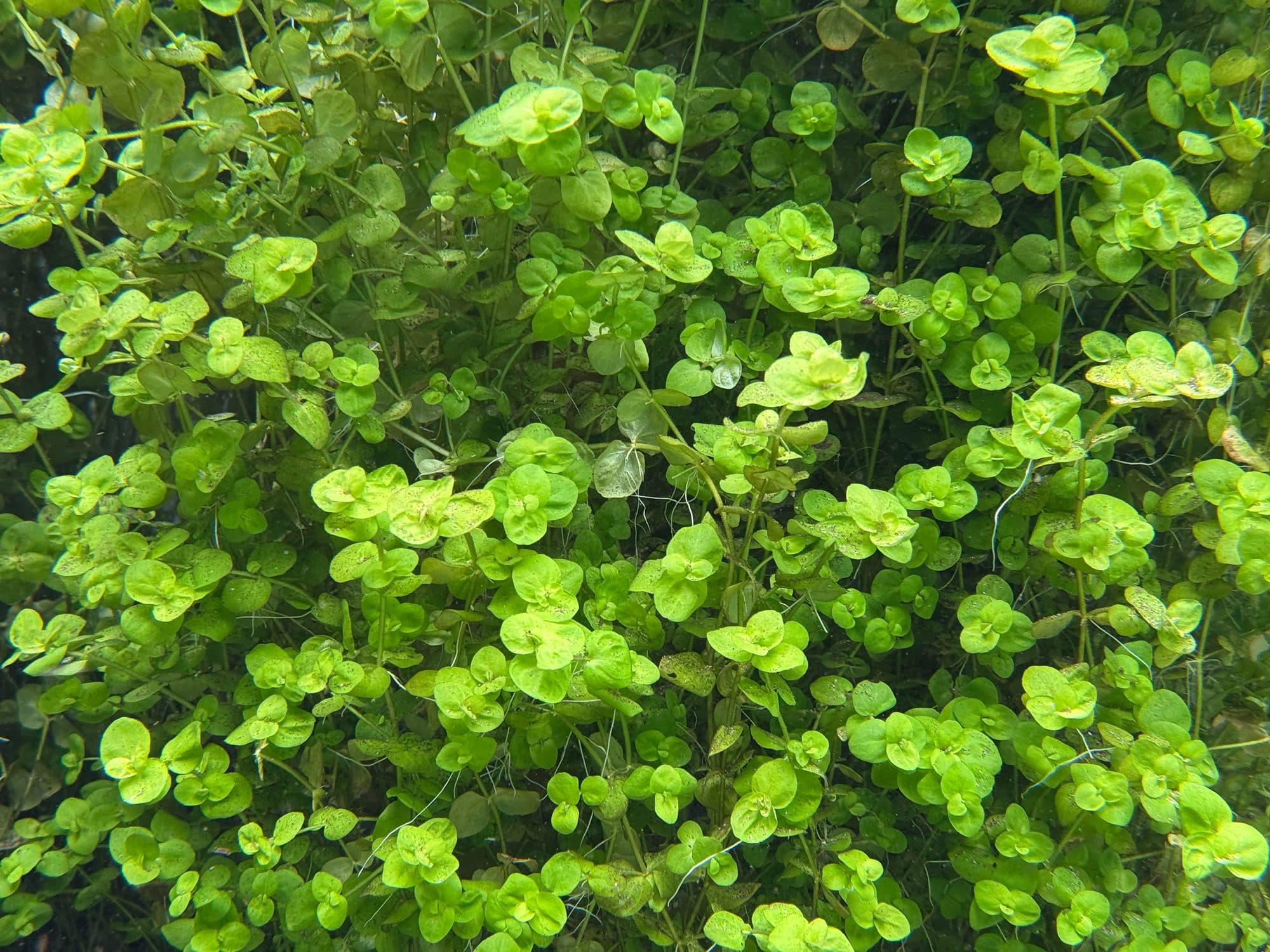 Bacopa australis