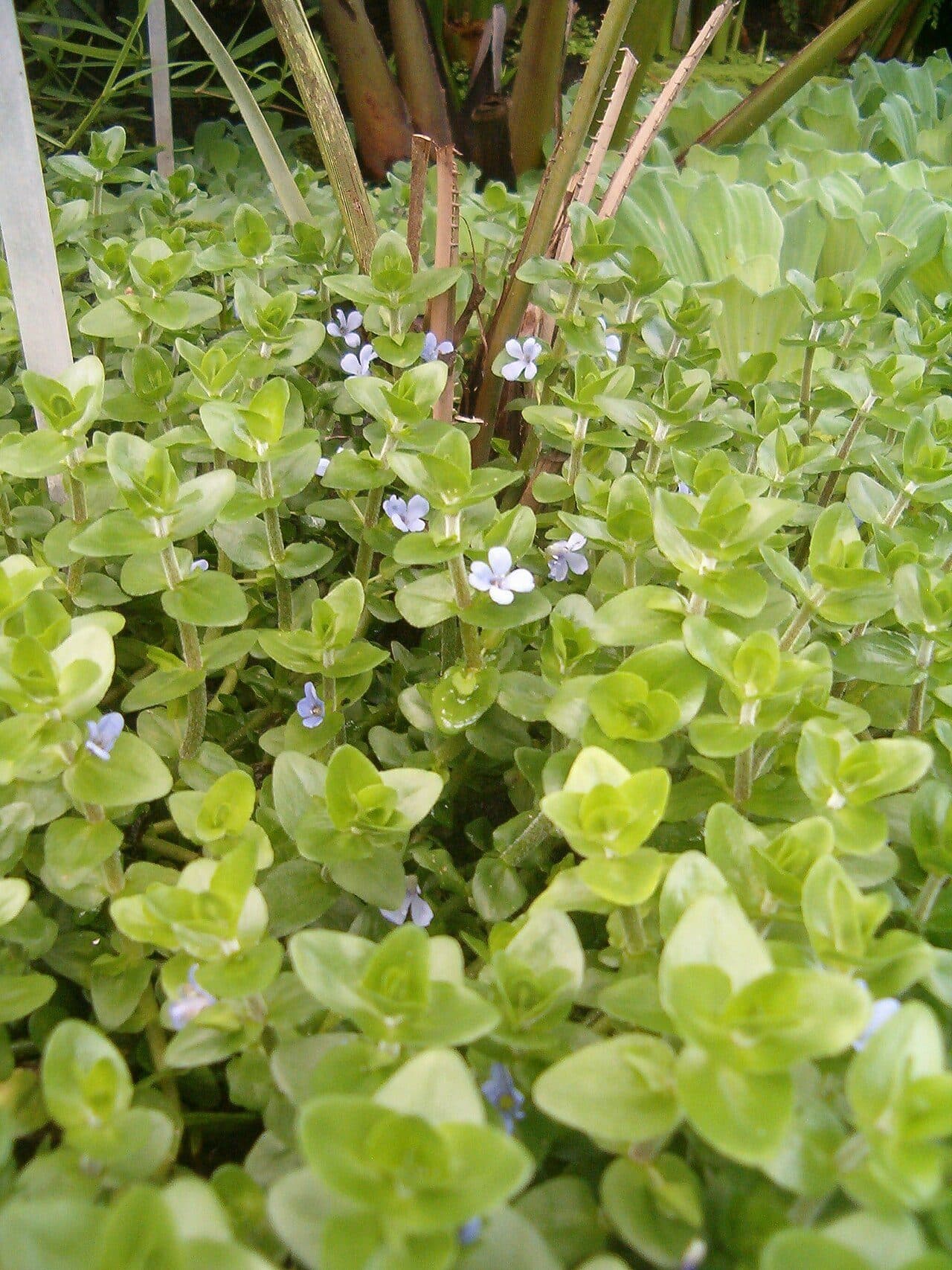 Bacopa de Caroline